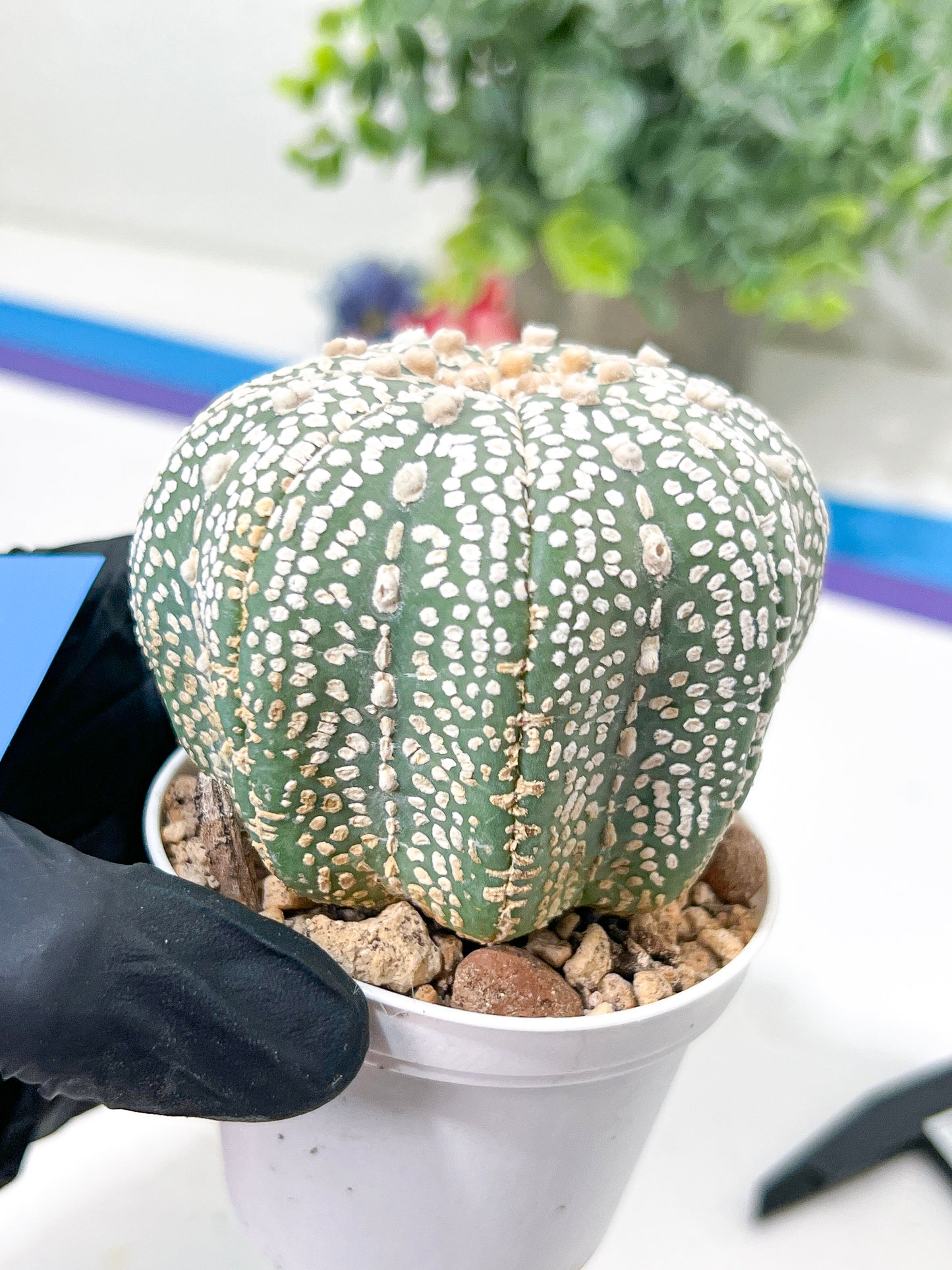 Astrophytum Super Kabuto (#T6B) | Nevada Botanical Shop | 3" Pot