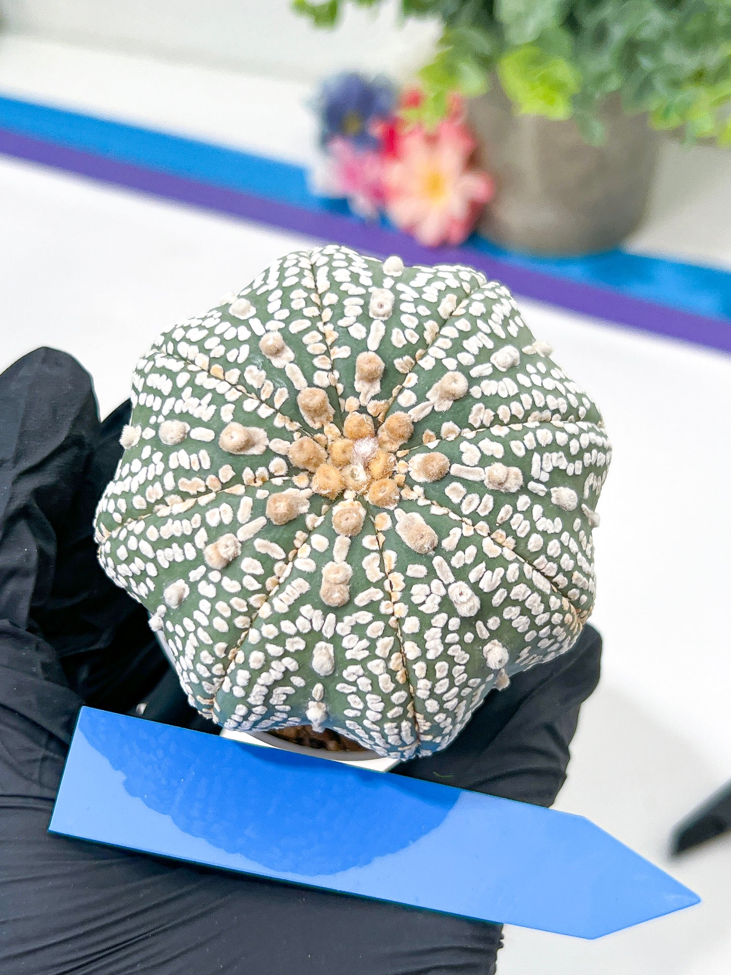 Astrophytum Super Kabuto (#T6B) | Nevada Botanical Shop | 3" Pot