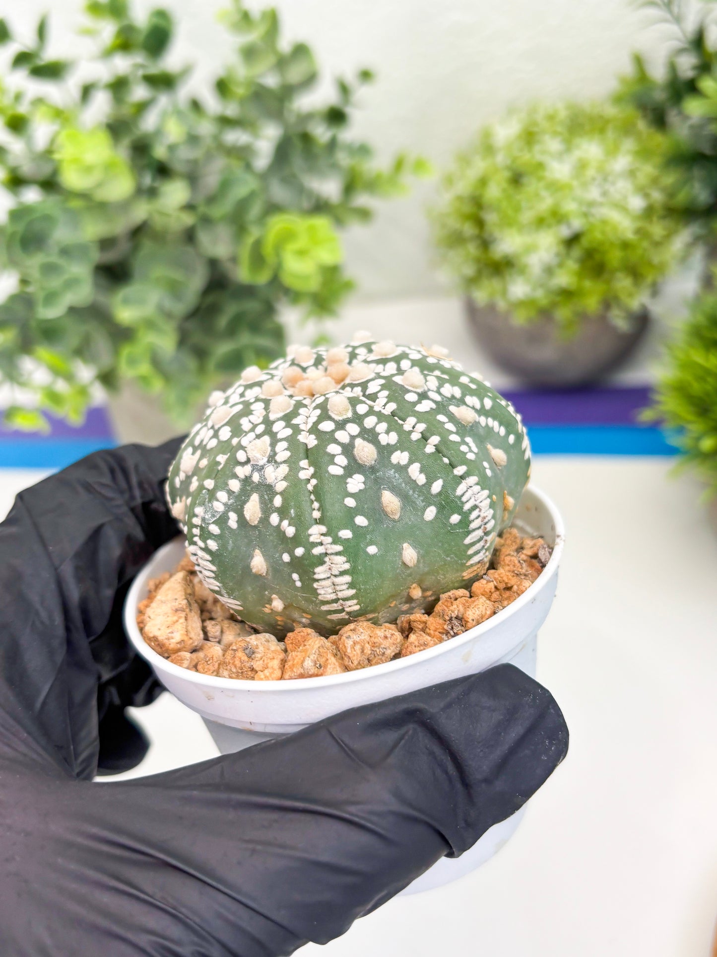 Astrophytum Super Kabuto (t12) (g1) | 3" Pot