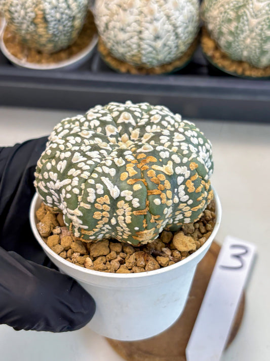 Astrophytum V-Type (at6) (r3) | Rare Star Cactus