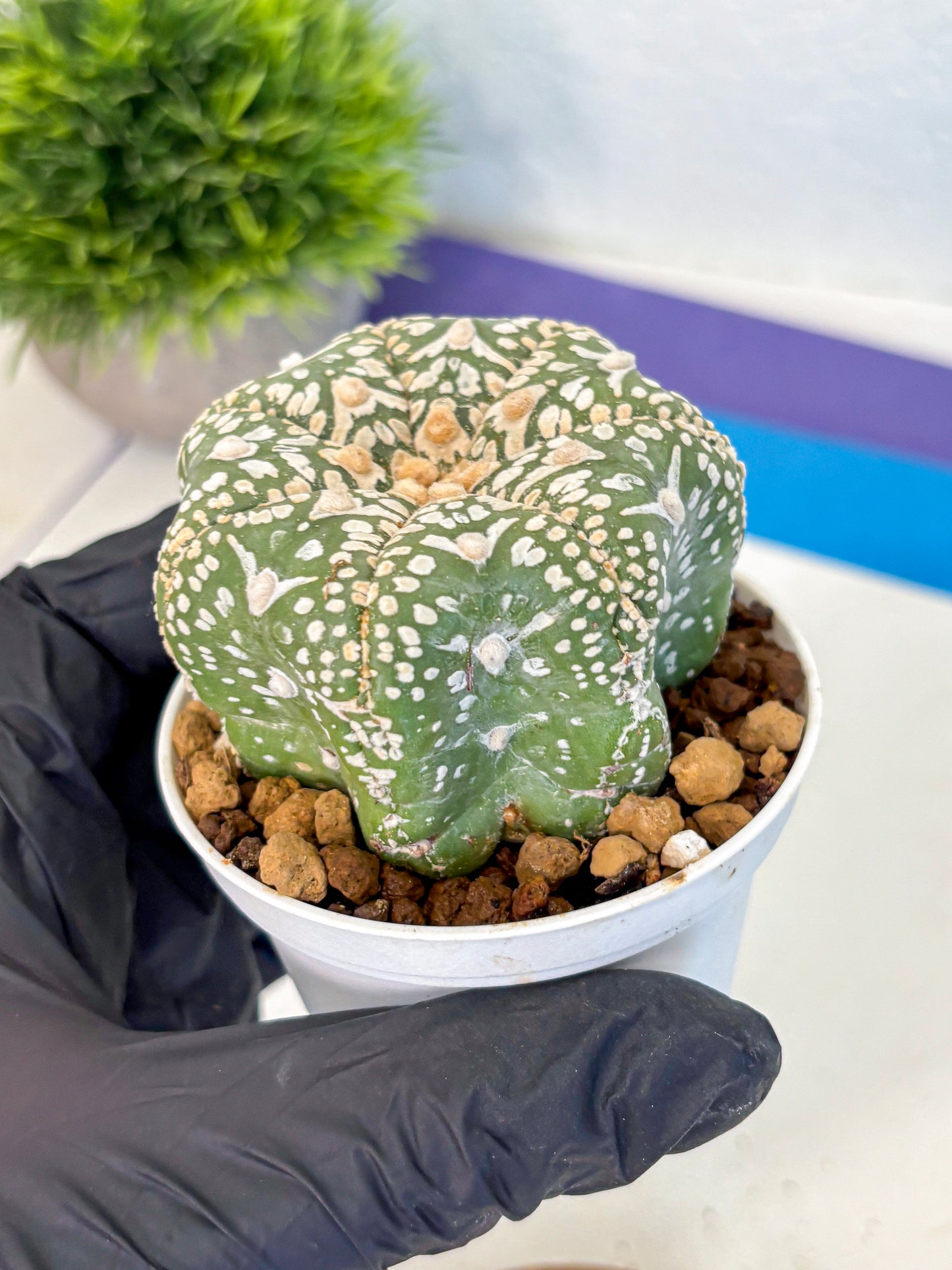 Astrophytum V Type (at4) (11) | Star Cactus