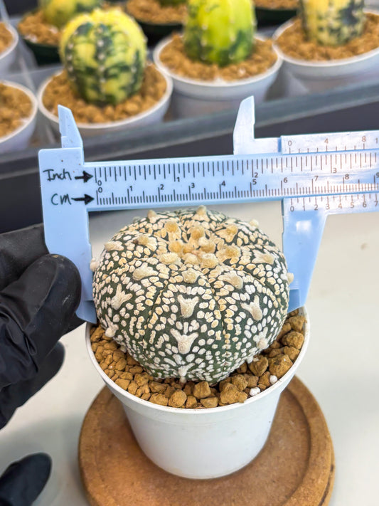 Astrophytum V-Type (at1) (p3) | Imported Cactus