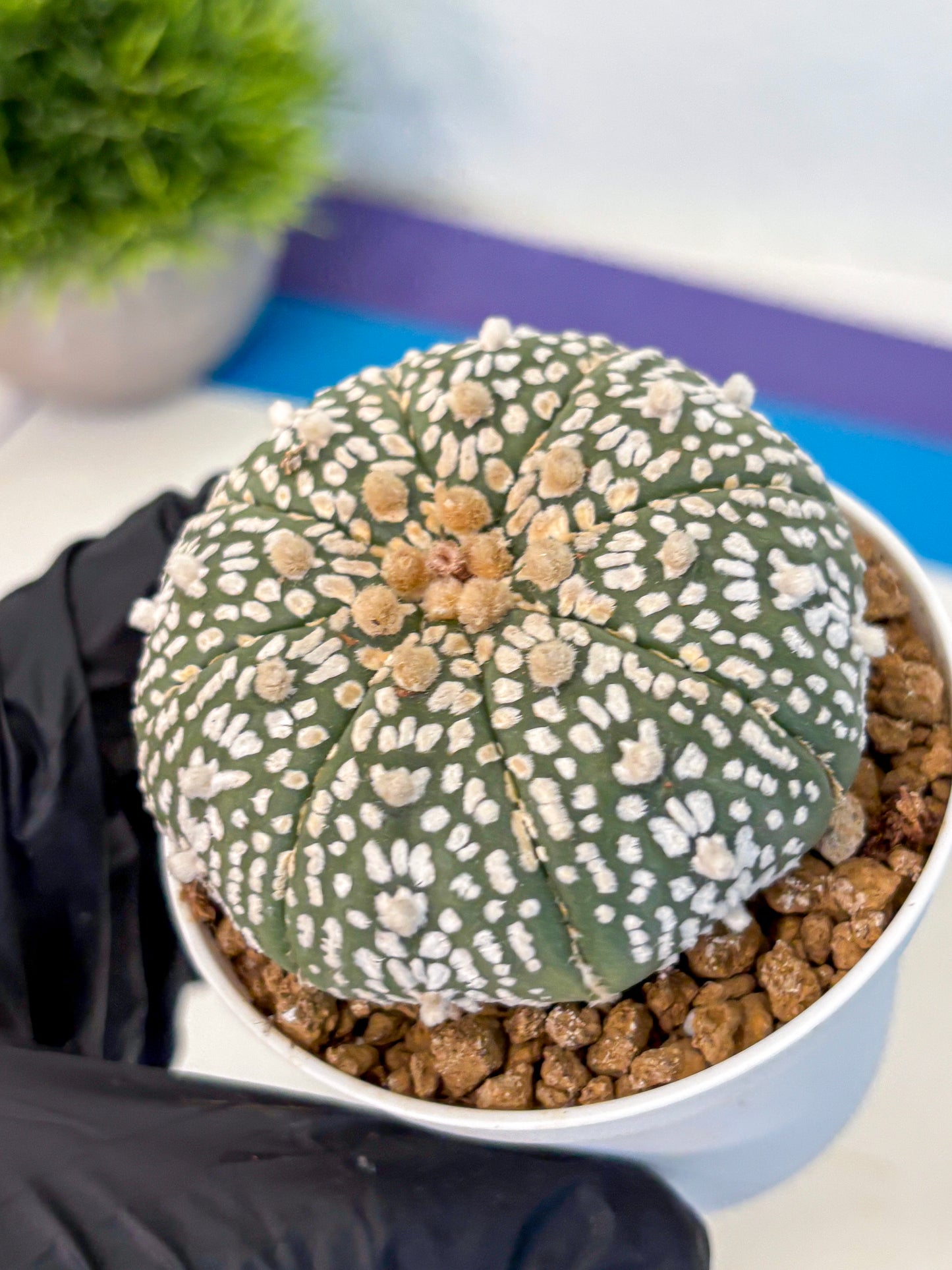 Astrophytum Super Kabuto (at1) (11) | Collection Plant | Rare Cactus