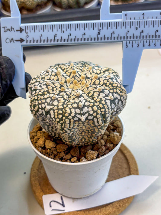 Astrophytum V Type (at4) (12) | Star Cactus