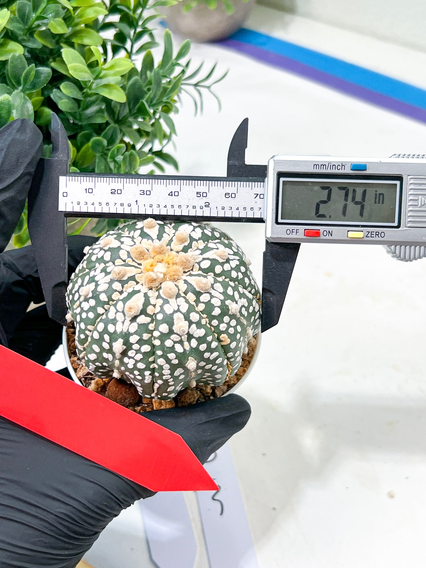 Astrophytum Super Kabuto (#T6B) | Nevada Botanical Shop | 3" Pot