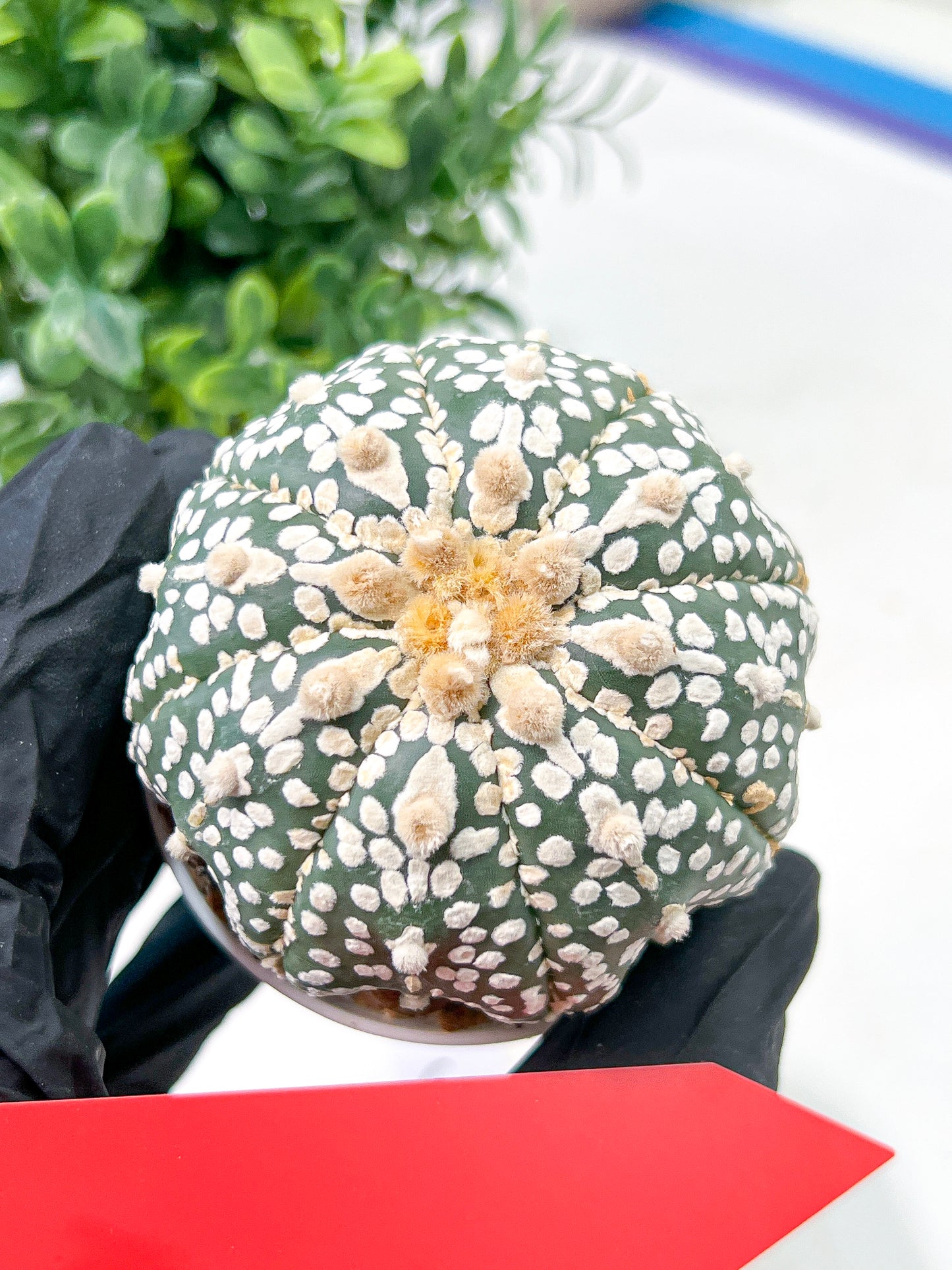 Astrophytum Super Kabuto (#T6B) | Nevada Botanical Shop | 3" Pot