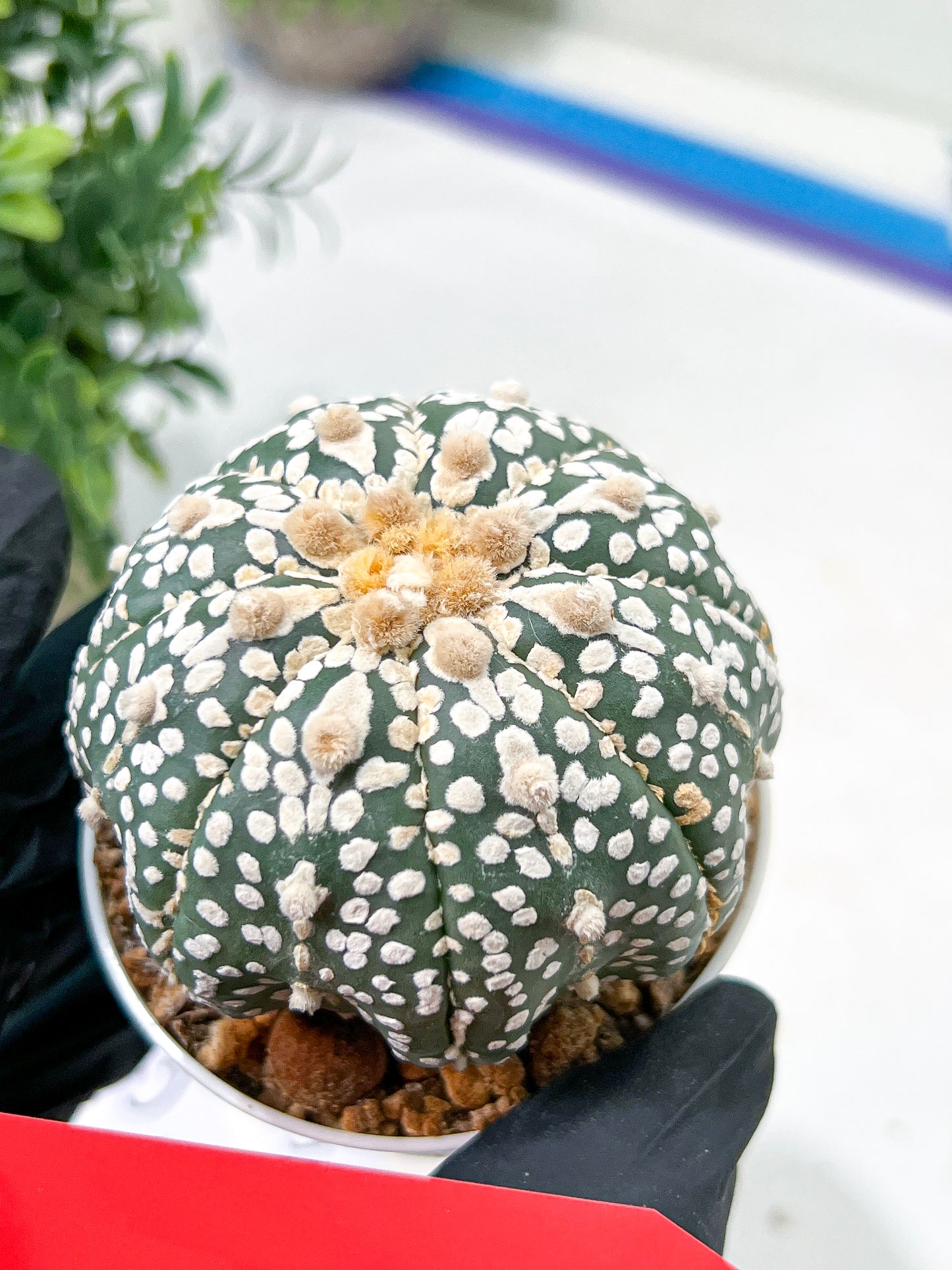 Astrophytum Super Kabuto (#T6B) | Nevada Botanical Shop | 3" Pot
