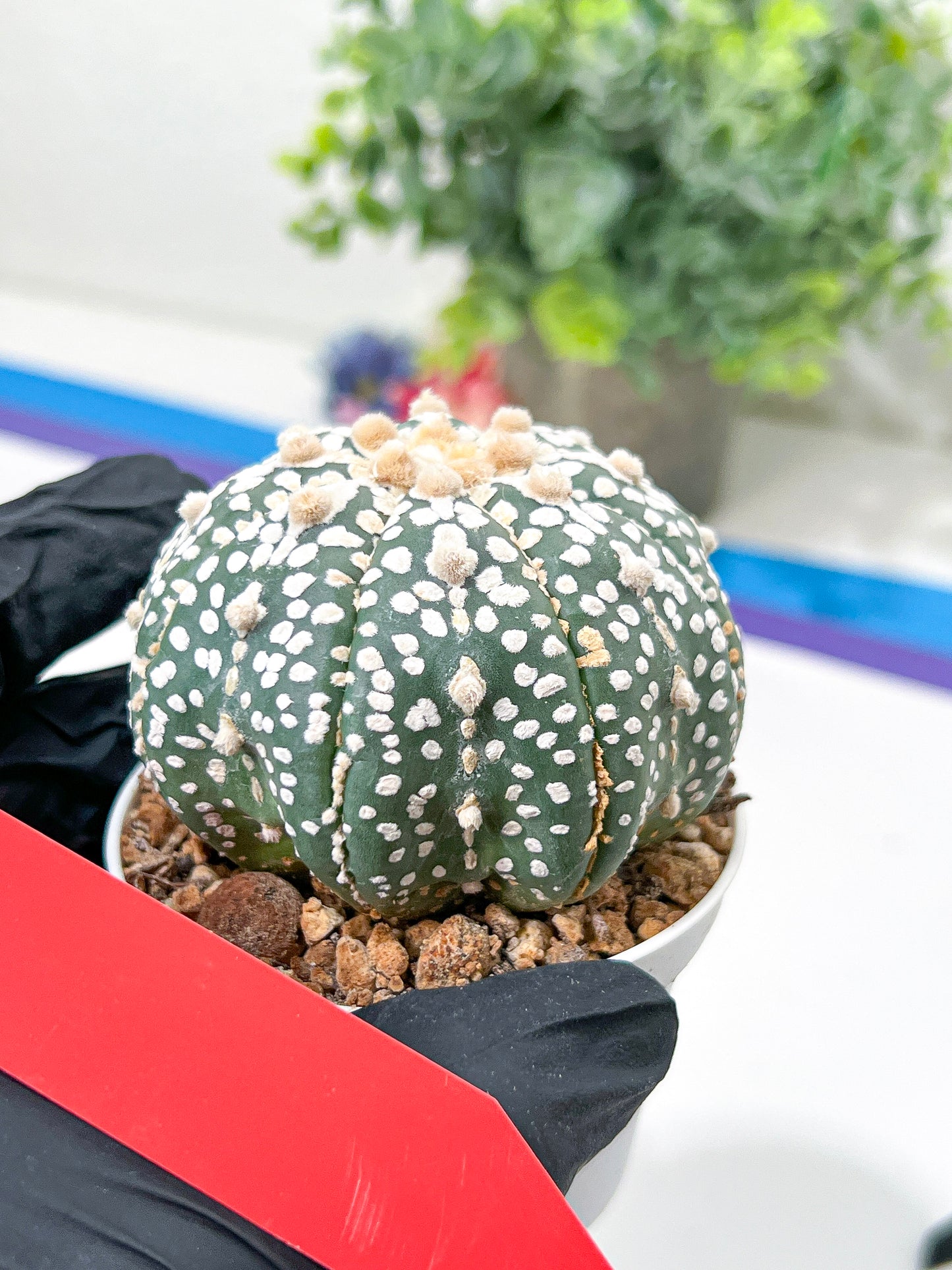 Astrophytum Super Kabuto (#T6B) | Nevada Botanical Shop | 3" Pot