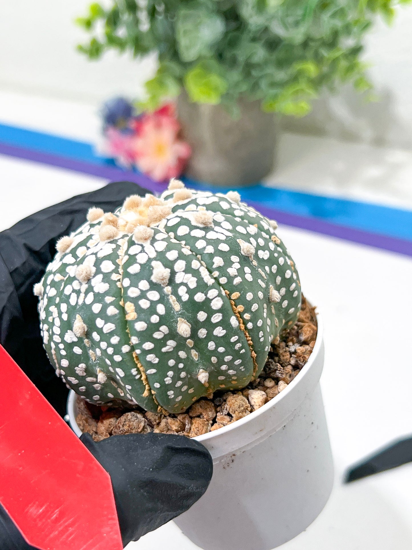 Astrophytum Super Kabuto (#T6B) | Nevada Botanical Shop | 3" Pot