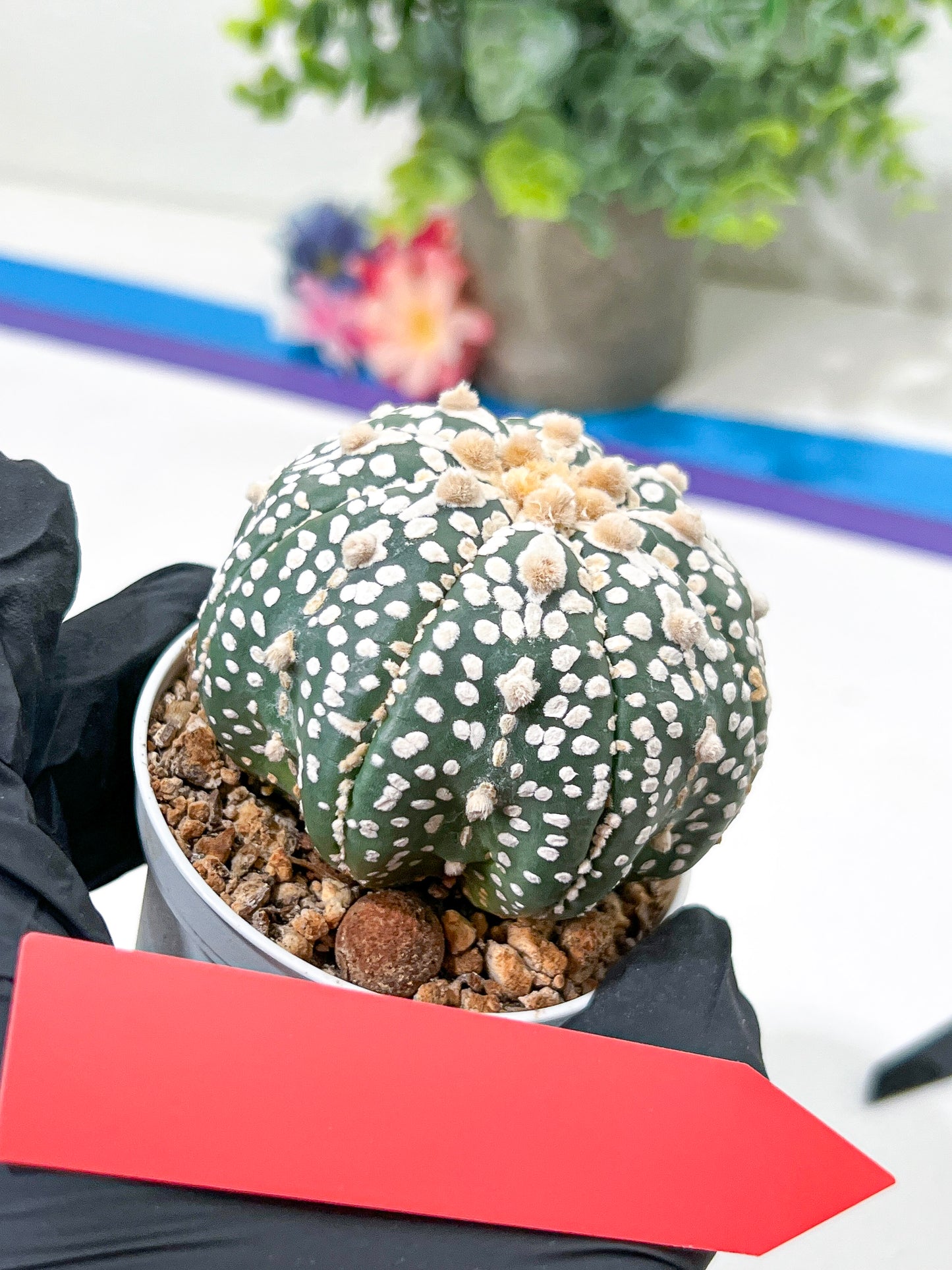 Astrophytum Super Kabuto (#T6B) | Nevada Botanical Shop | 3" Pot