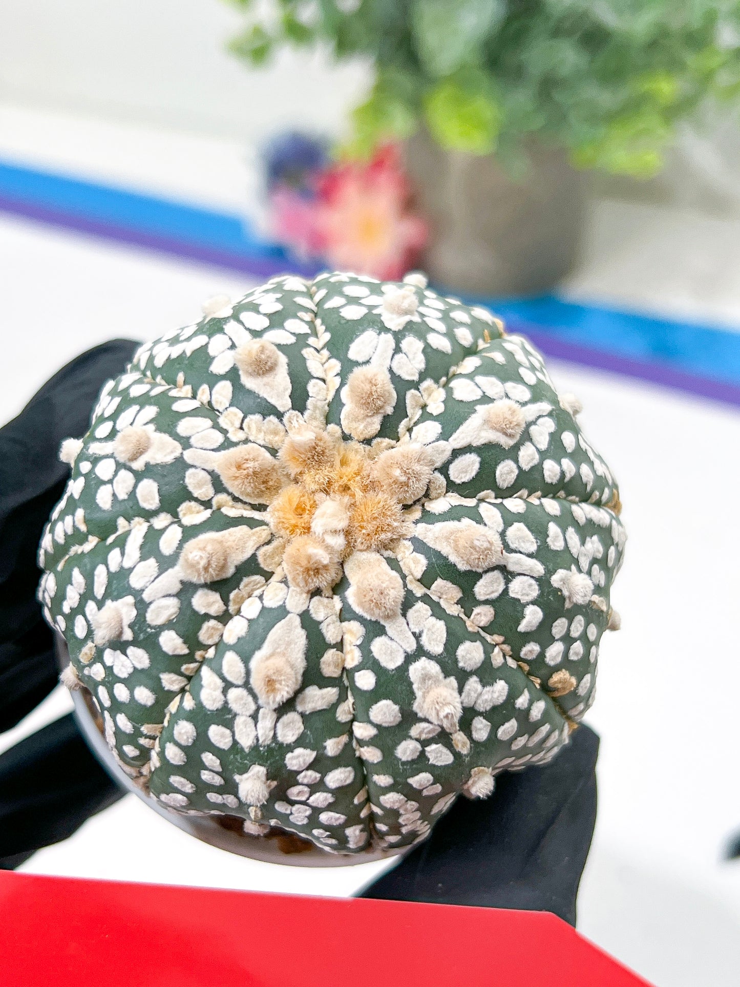 Astrophytum Super Kabuto (#T6B) | Nevada Botanical Shop | 3" Pot