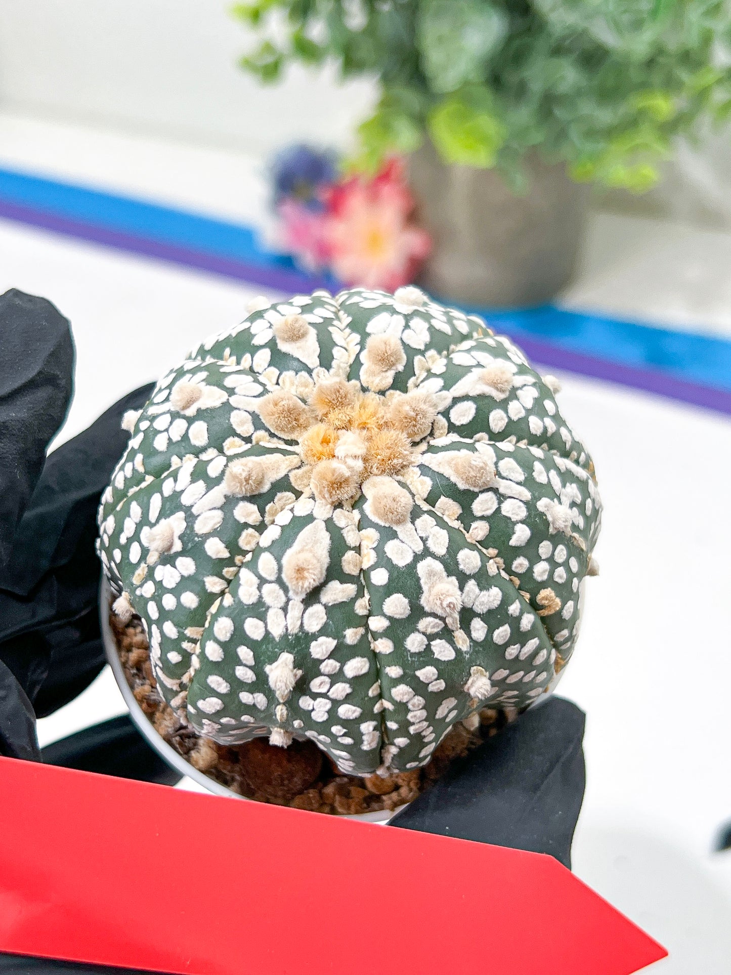 Astrophytum Super Kabuto (#T6B) | Nevada Botanical Shop | 3" Pot