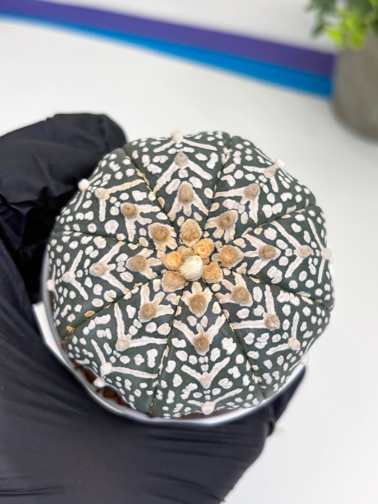 Astrophytum Super Kabuto V Type (T4) (b4) | Las Vegas Seller