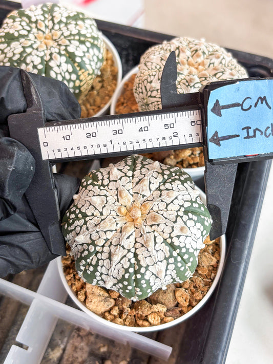 Astrophytum Super Kabuto V-Type (t12) (g6) | 3" Pot