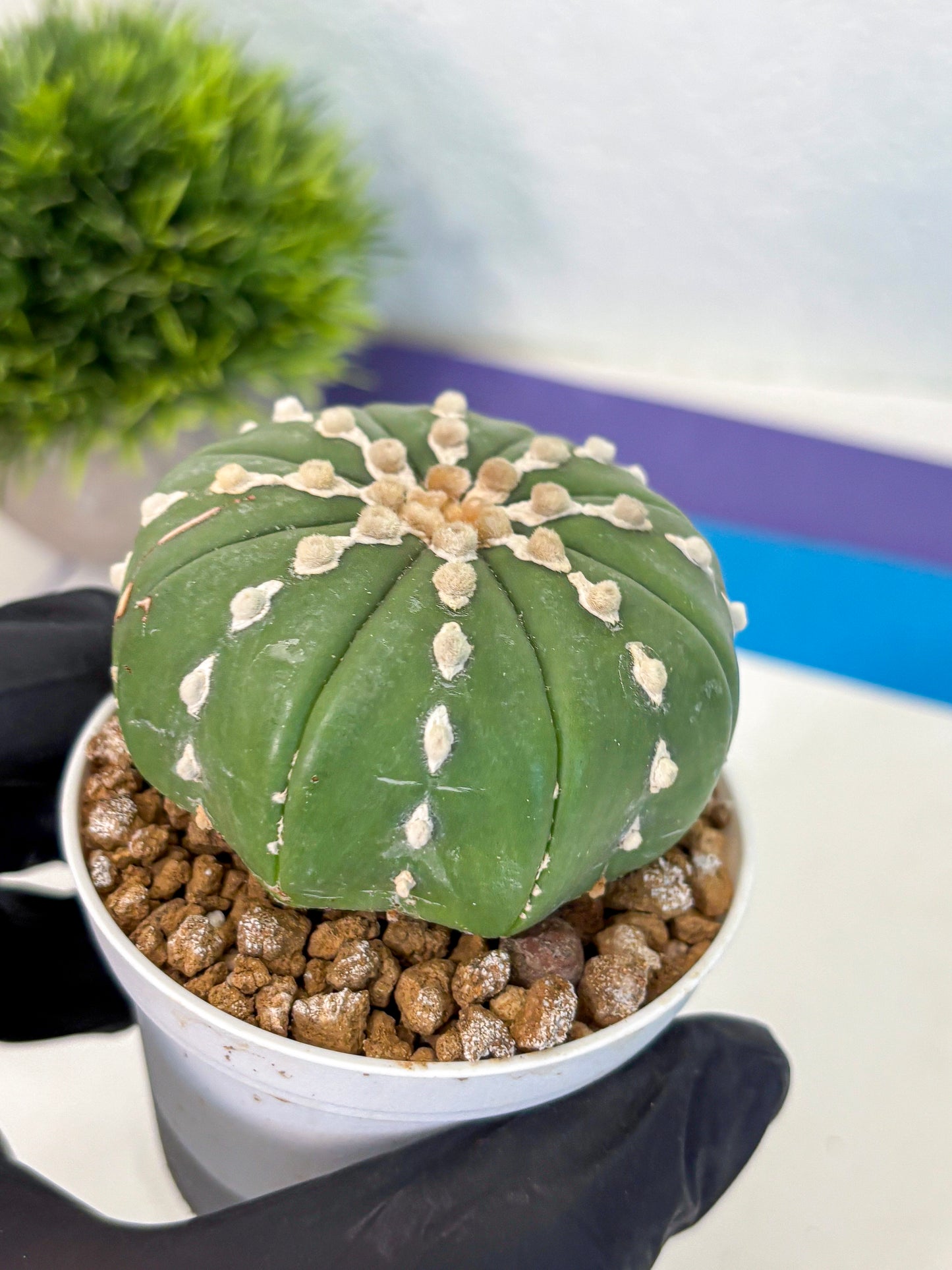 Astrophytum Nudum (at4) (13) | Star Cactus