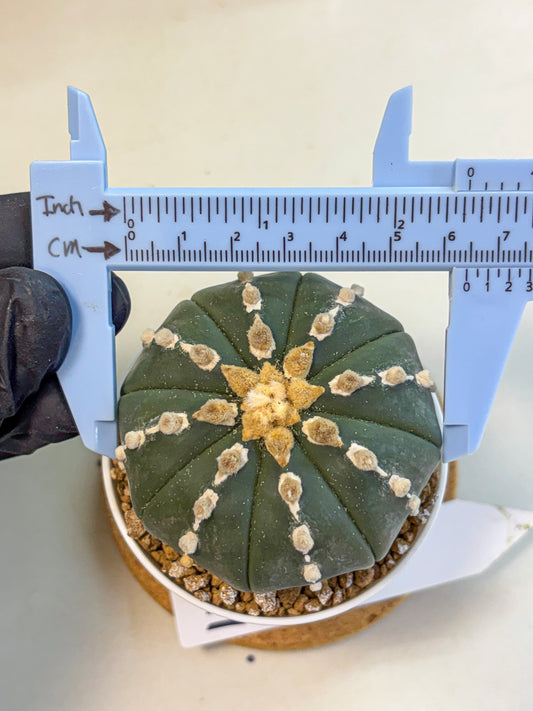 Astrophytum Nudum (at4) (14) | Star Cactus