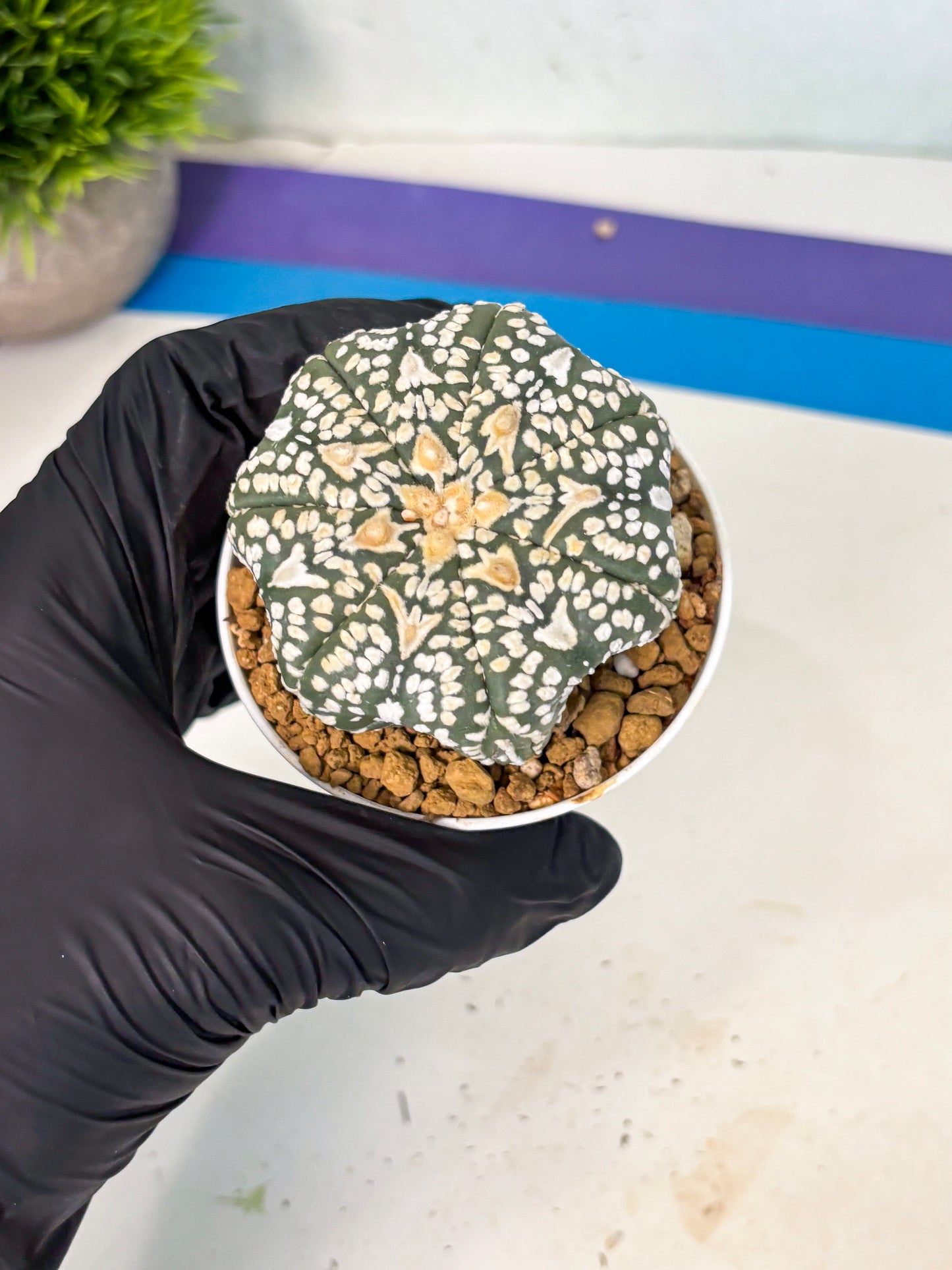 Astrophytum V-Type (at6) (r5) | Rare Star Cactus