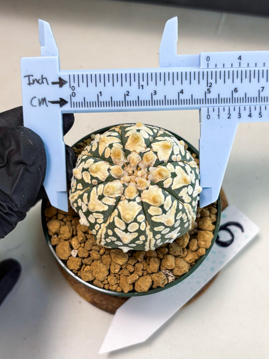 Astrophytum V-Type (at6) (r6) | Rare Star Cactus