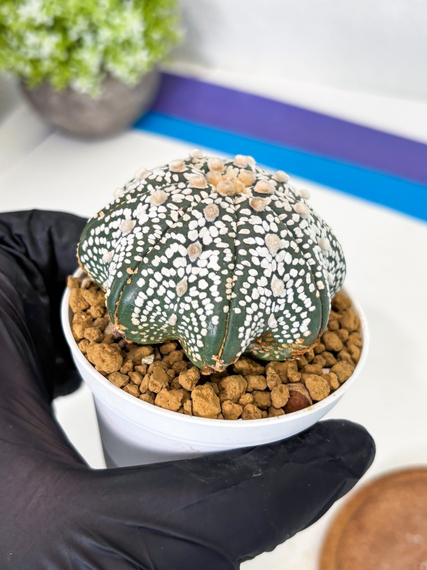 Astrophytum Star Shape (at3) (r4) | Rare Cactus