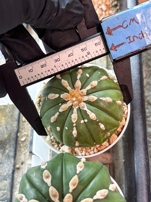 Astrophytum V-Type Nudum (T9) (p5) | Nevada Plant Seller