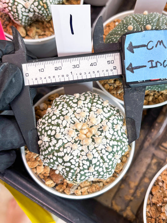 Astrophytum Super Kabuto (t12) (r1) | 3" Pot