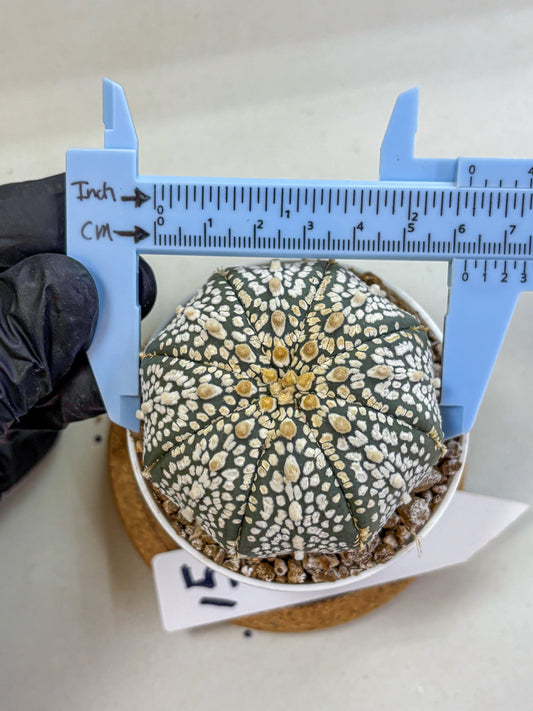 Astrophytum Super Kabuto (at1) (15) | Collection Plant | Rare Cactus