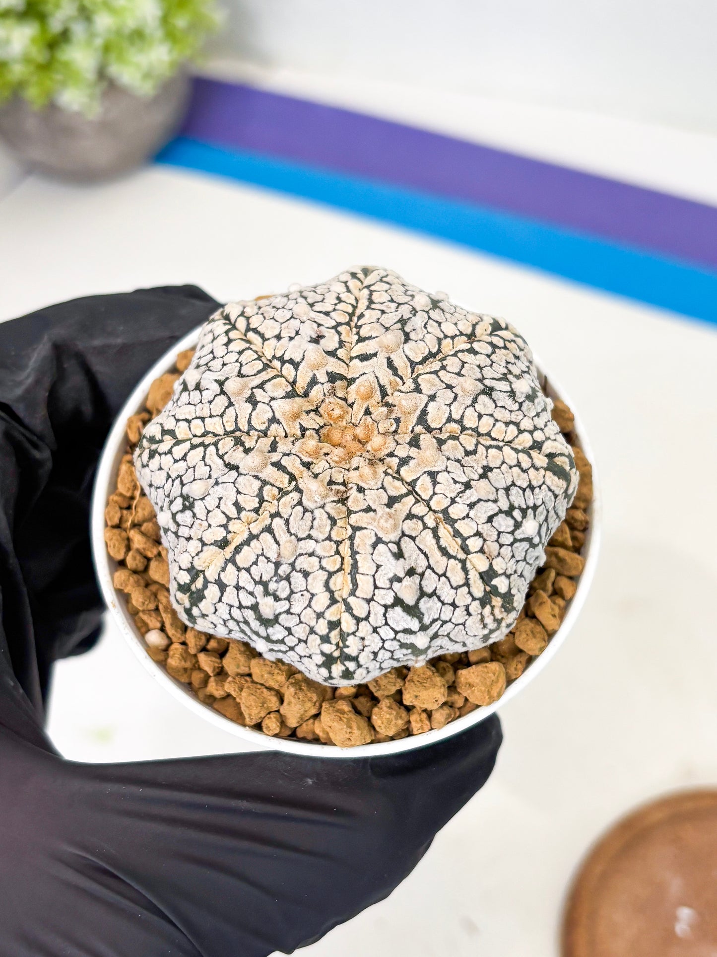 Astrophytum V-Type (at1) (p5) | Imported Cactus