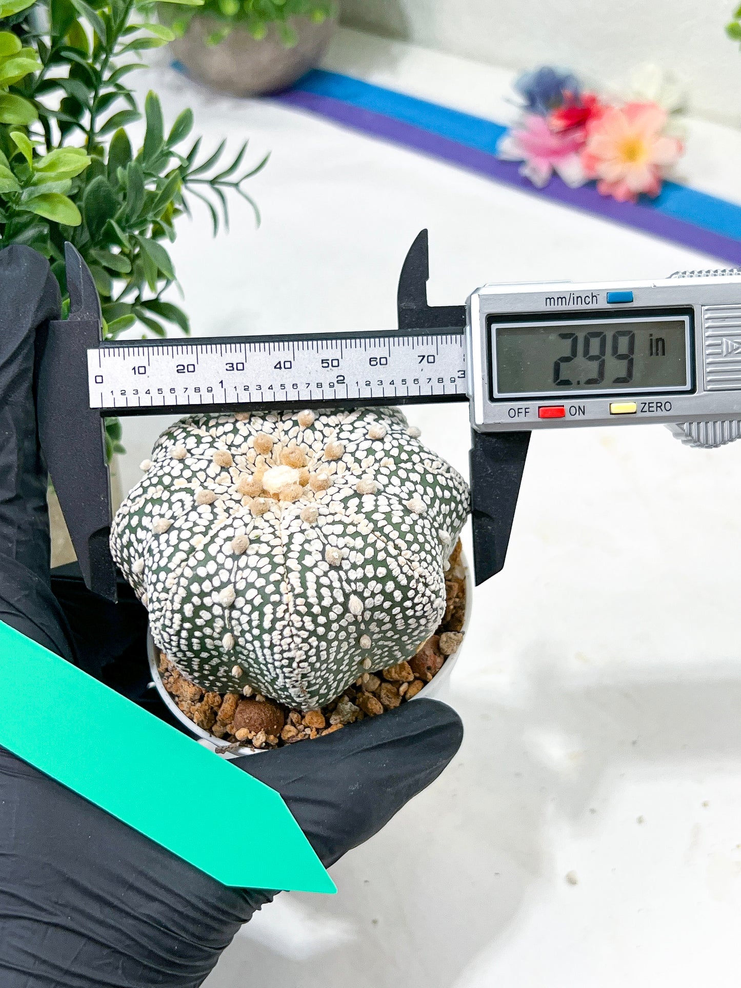 Astrophytum Super Kabuto (#T6C) | Nevada Botanical Shop | 3" Pot