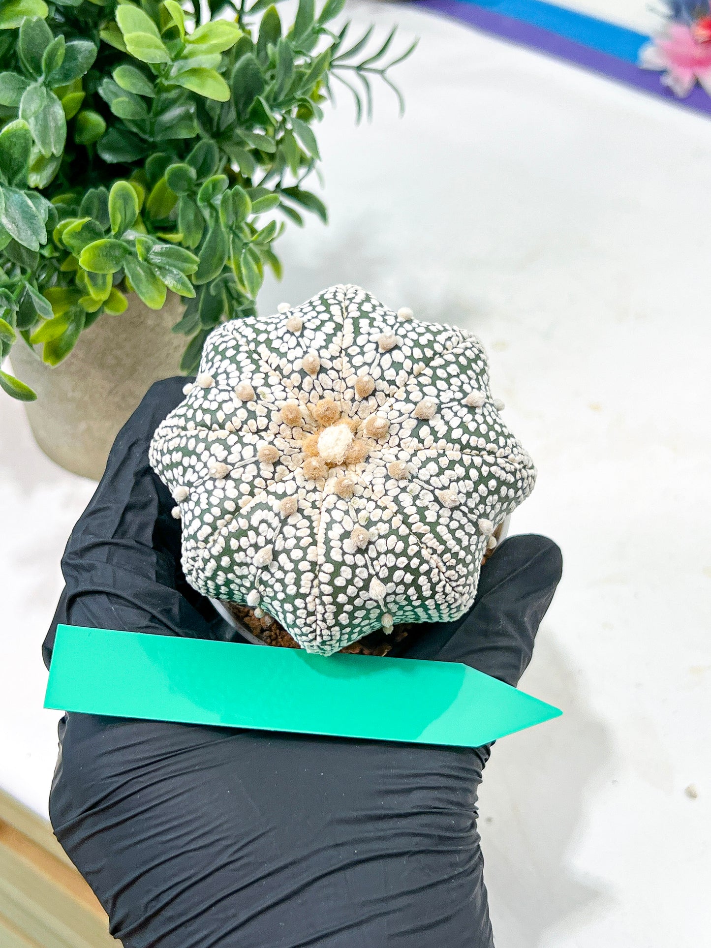 Astrophytum Super Kabuto (#T6C) | Nevada Botanical Shop | 3" Pot