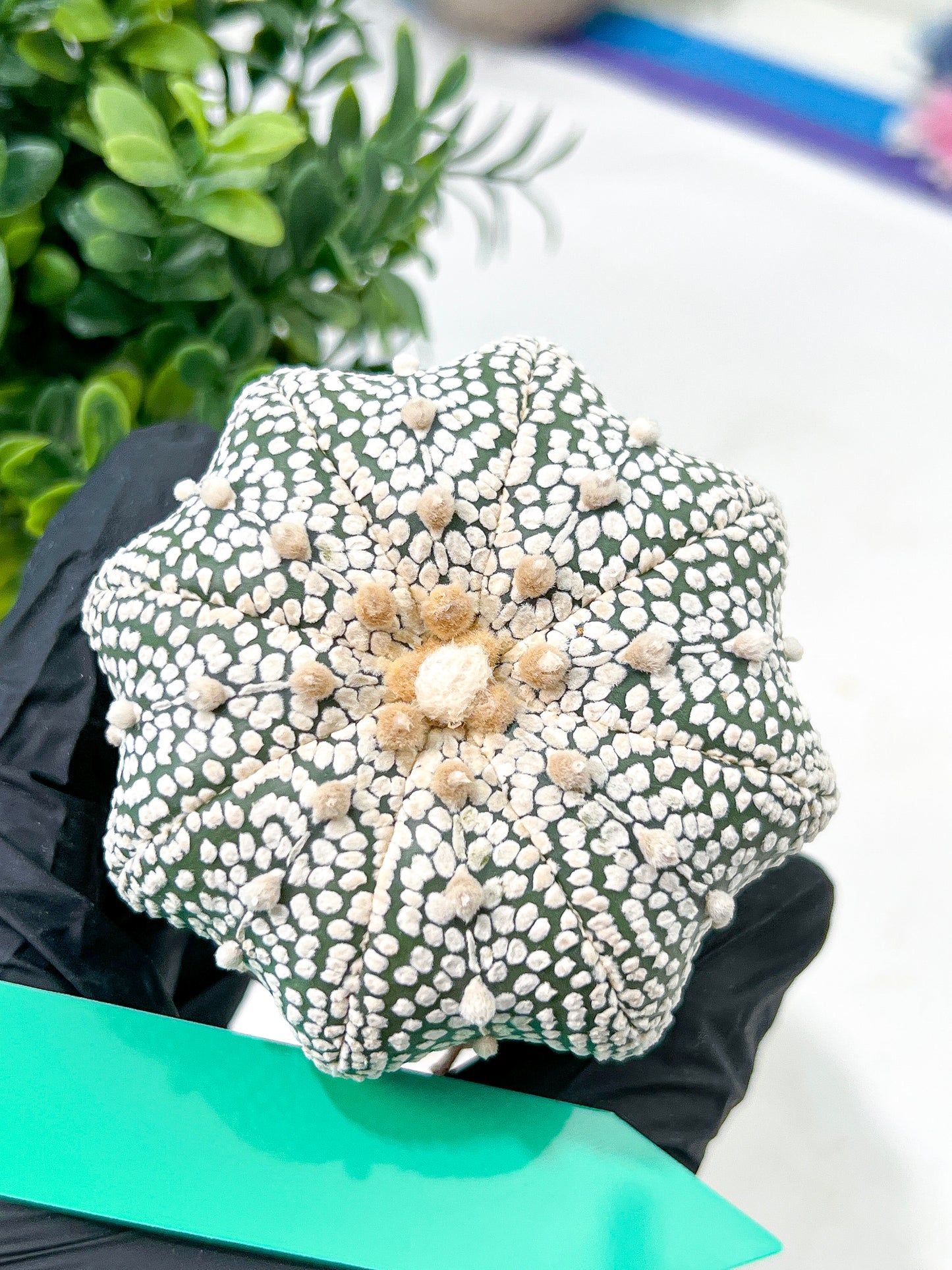 Astrophytum Super Kabuto (#T6C) | Nevada Botanical Shop | 3" Pot