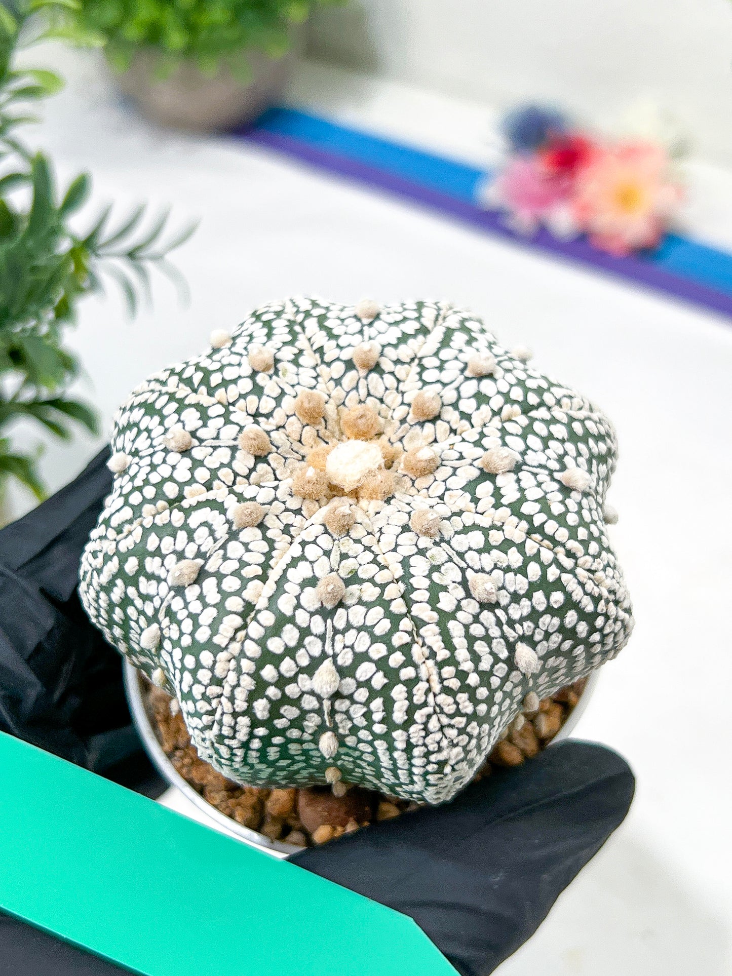 Astrophytum Super Kabuto (#T6C) | Nevada Botanical Shop | 3" Pot