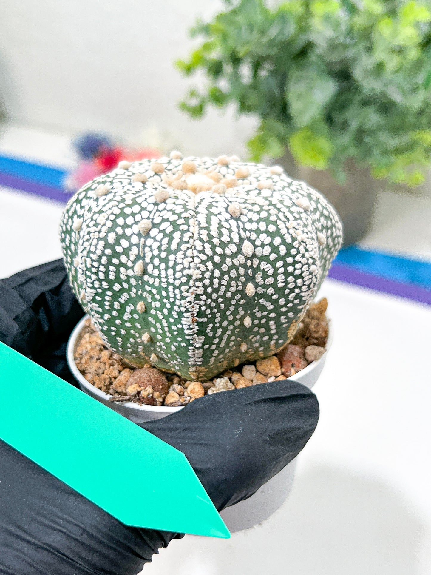 Astrophytum Super Kabuto (#T6C) | Nevada Botanical Shop | 3" Pot