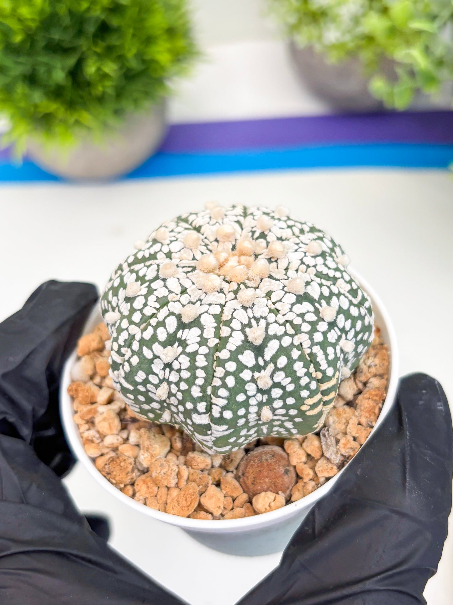 Astrophytum Super Kabuto (t12) (r1) | 3" Pot