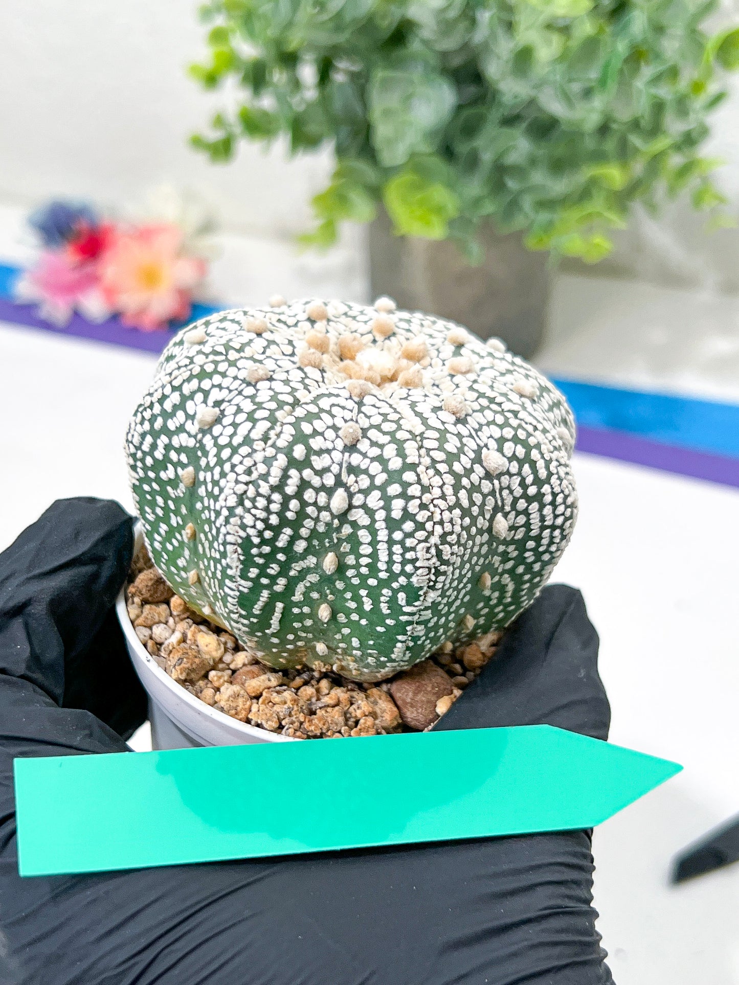 Astrophytum Super Kabuto (#T6C) | Nevada Botanical Shop | 3" Pot