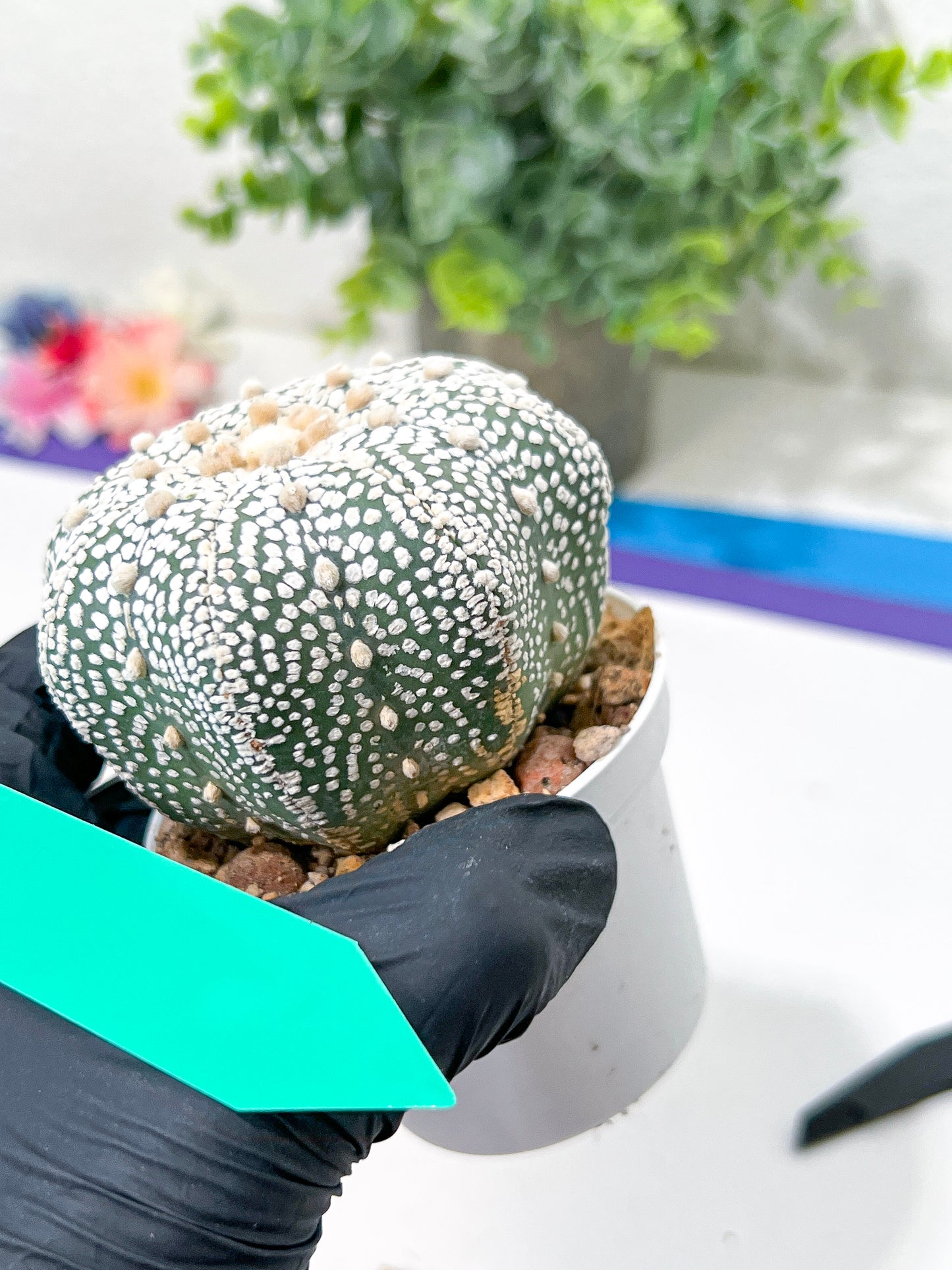 Astrophytum Super Kabuto (#T6C) | Nevada Botanical Shop | 3" Pot
