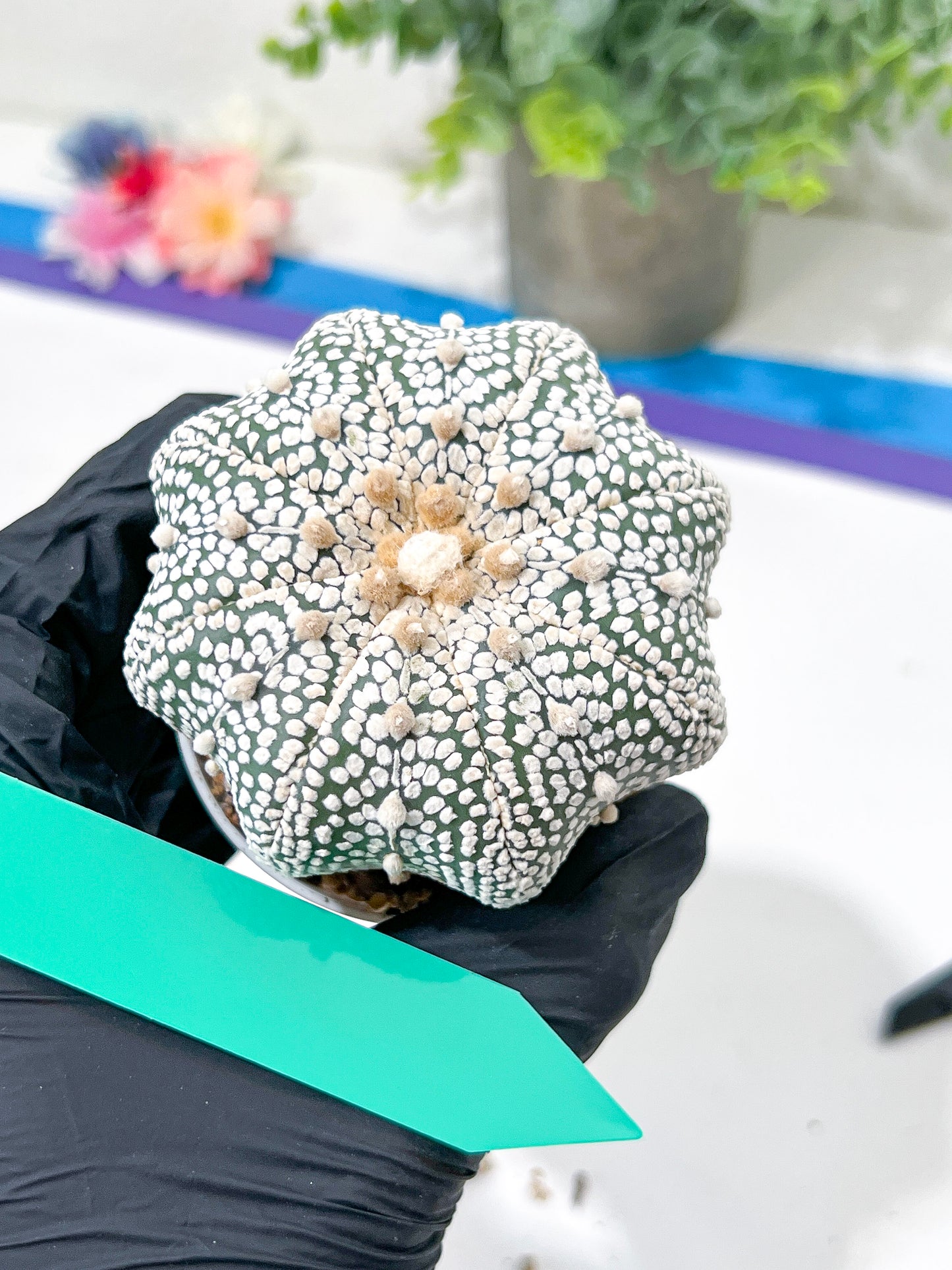 Astrophytum Super Kabuto (#T6C) | Nevada Botanical Shop | 3" Pot