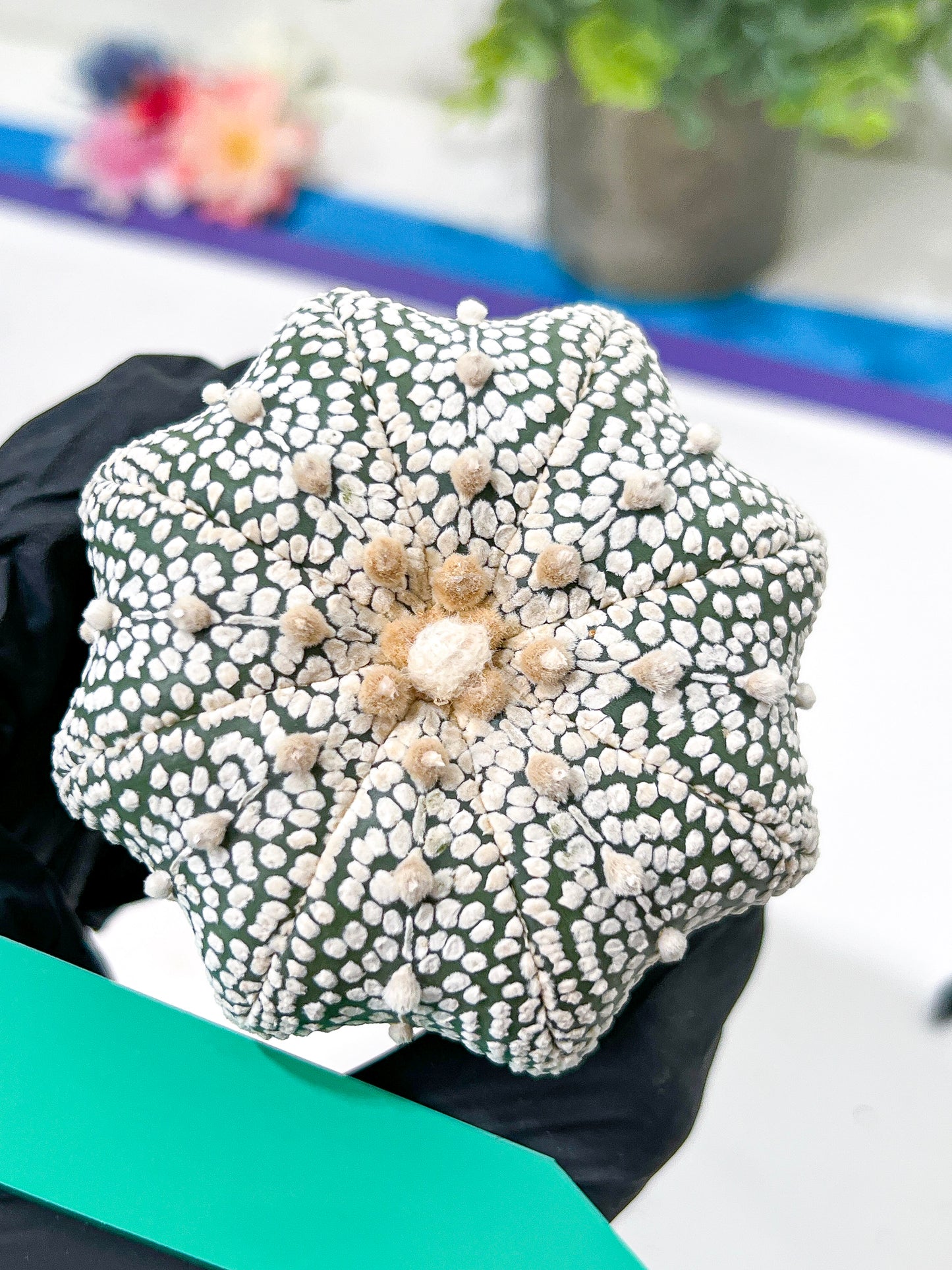 Astrophytum Super Kabuto (#T6C) | Nevada Botanical Shop | 3" Pot