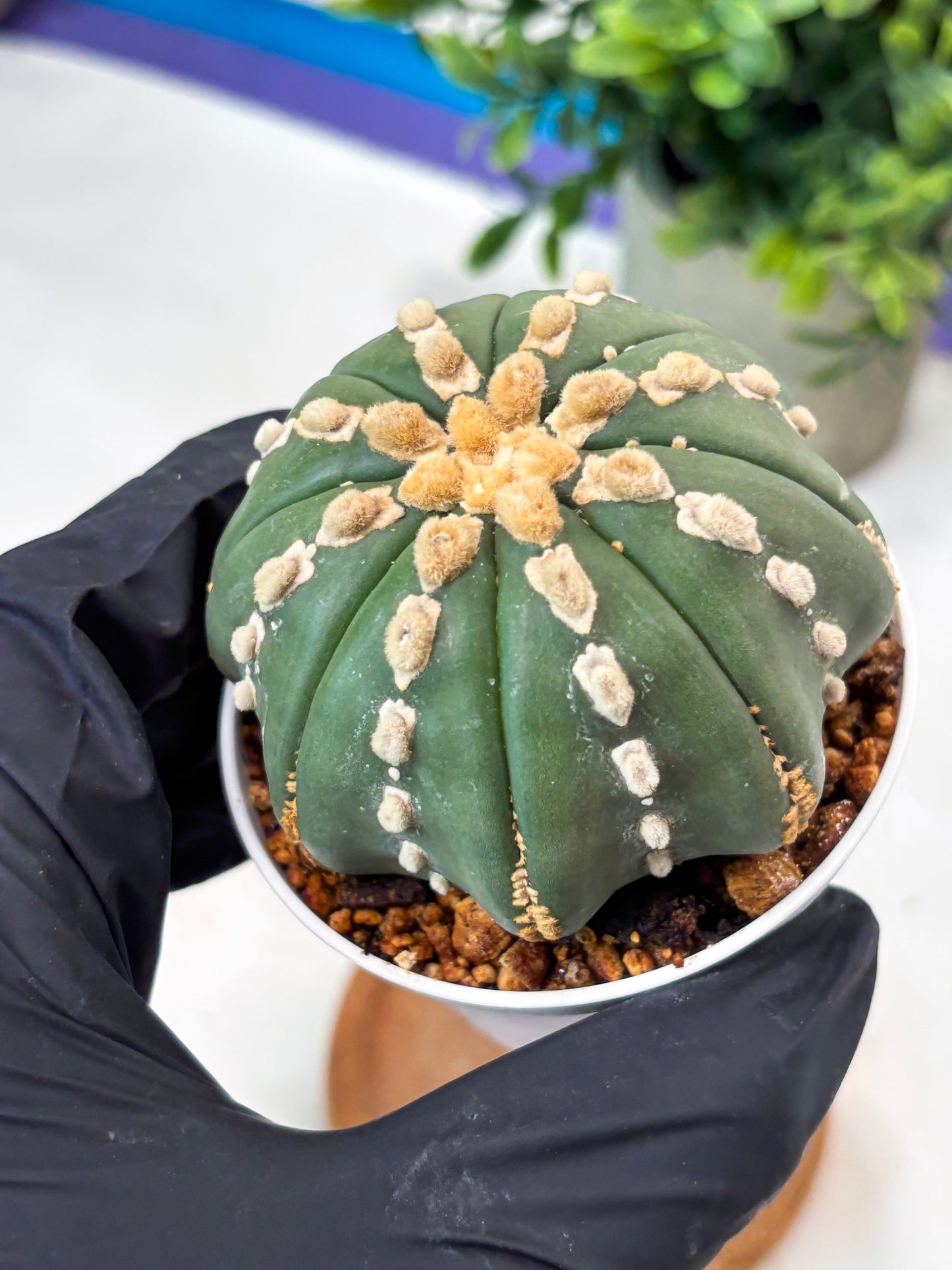 Astrophytum V-Type Nudum (T9) (p6) | Imported Plants