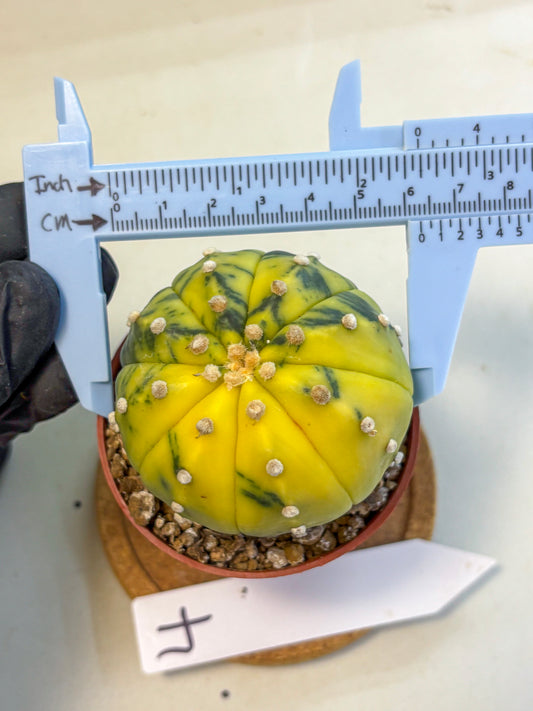 Astrophytum Variegated (at9) (04) | Rare Plant | Live Cactus