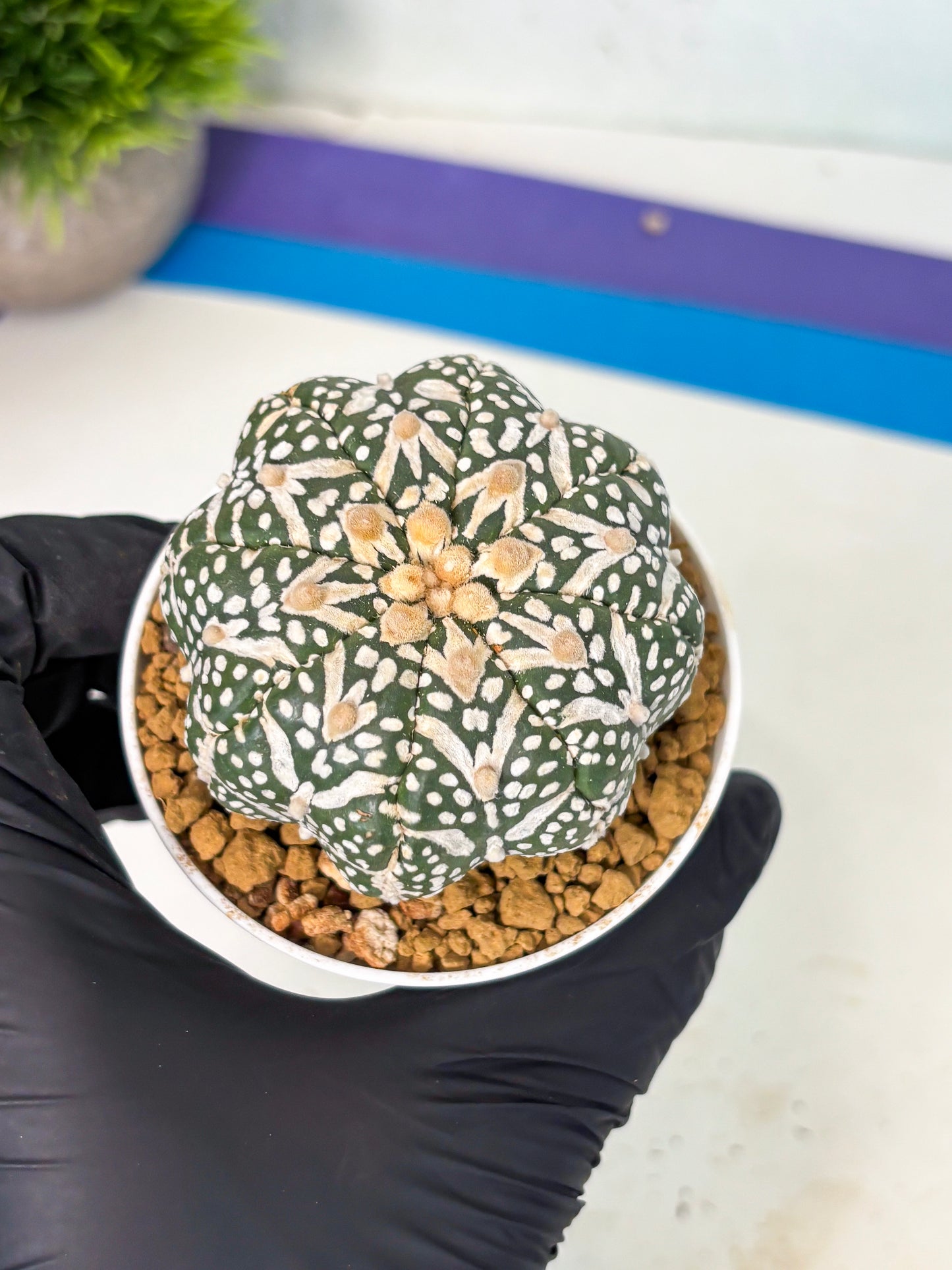 Astrophytum V-Type (at6) (r7) | Rare Star Cactus