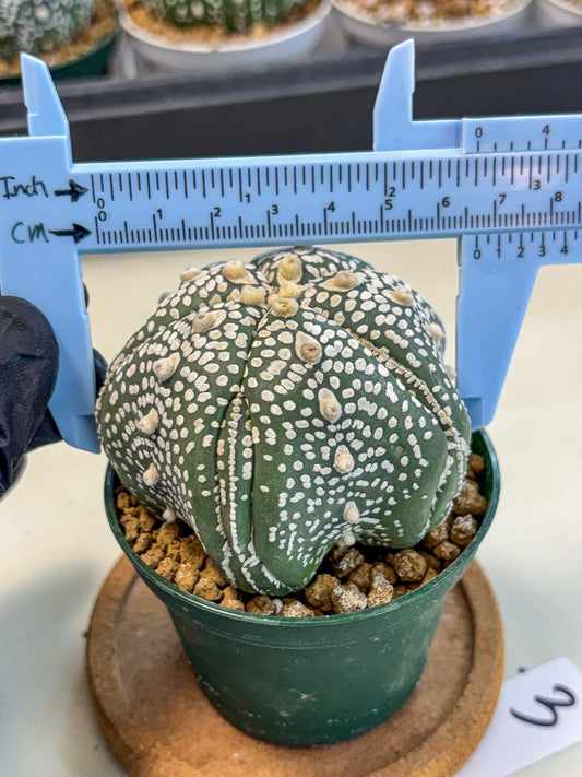 Astrophytum 5-Ribs (at7) (r3) | Living Rocks