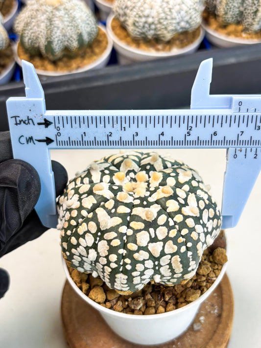 Astrophytum Star Shape (at3) (r7) | Rare Cactus
