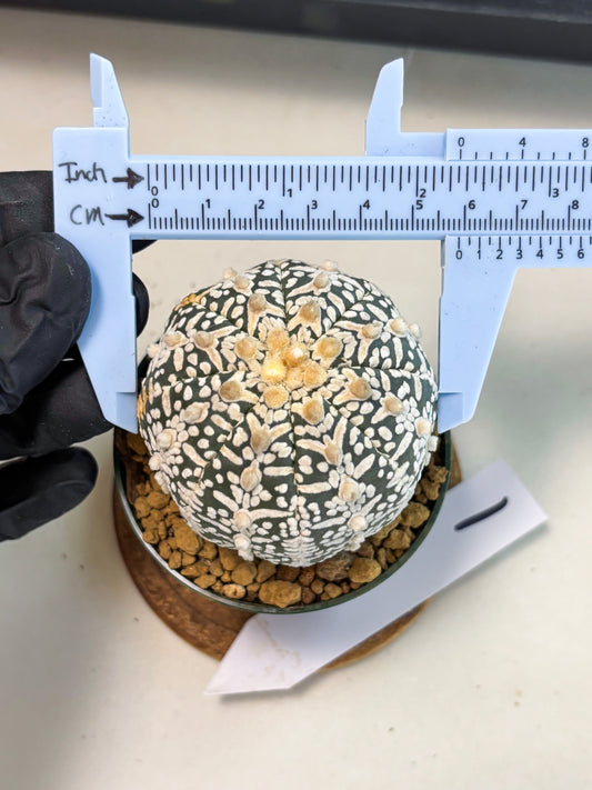 Astrophytum V-Type (at6) (b1) | Rare Star Cactus