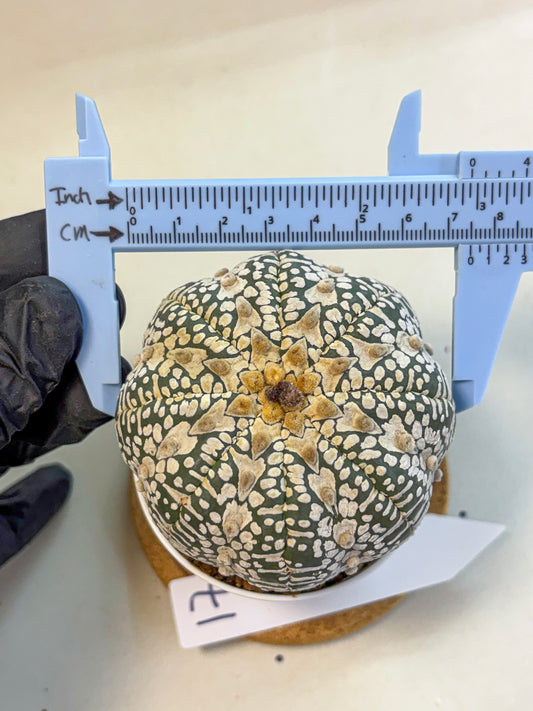 Astrophytum V Type (at4) (17) | Star Cactus