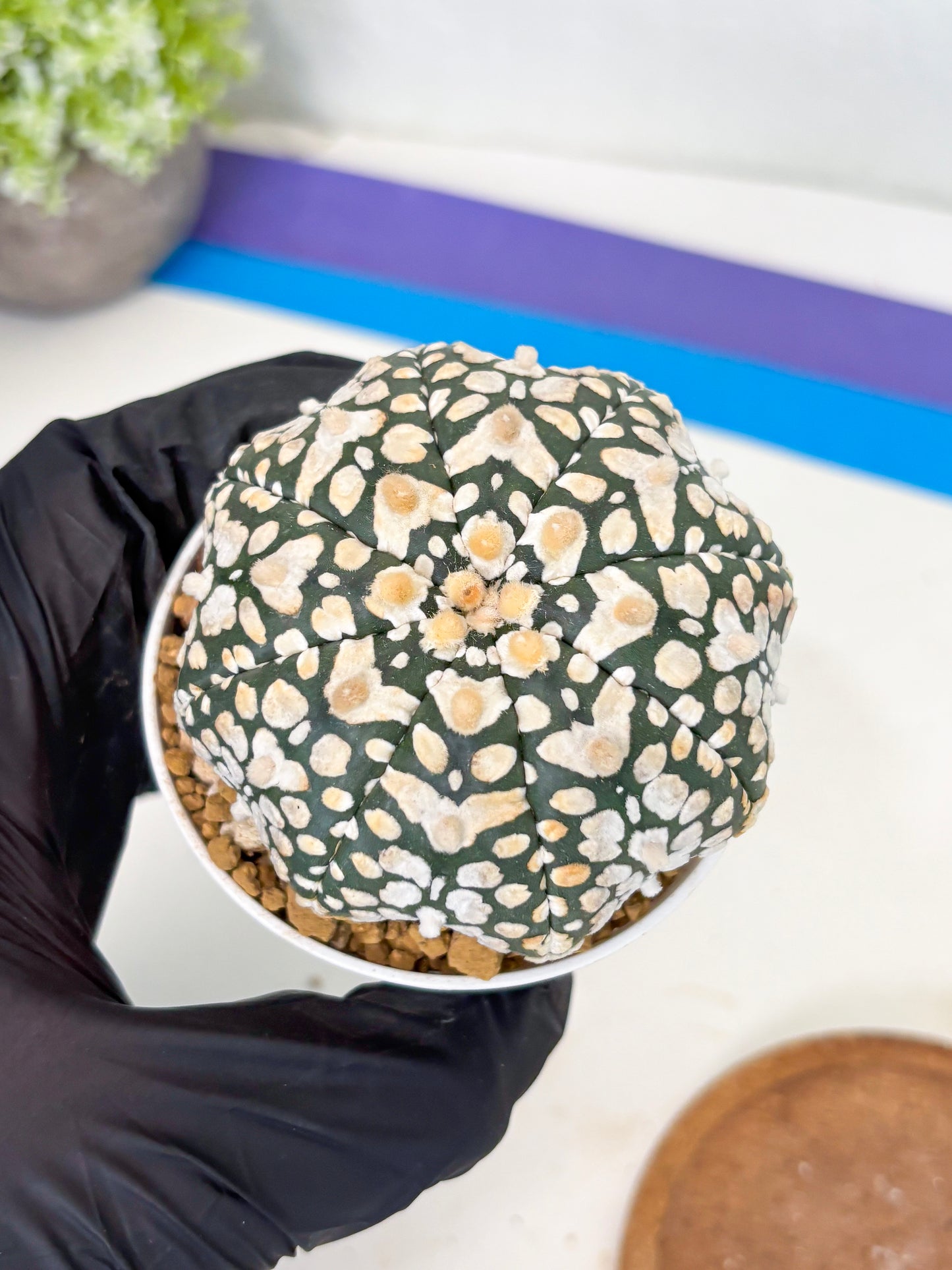 Astrophytum Star Shape (at3) (r7) | Rare Cactus