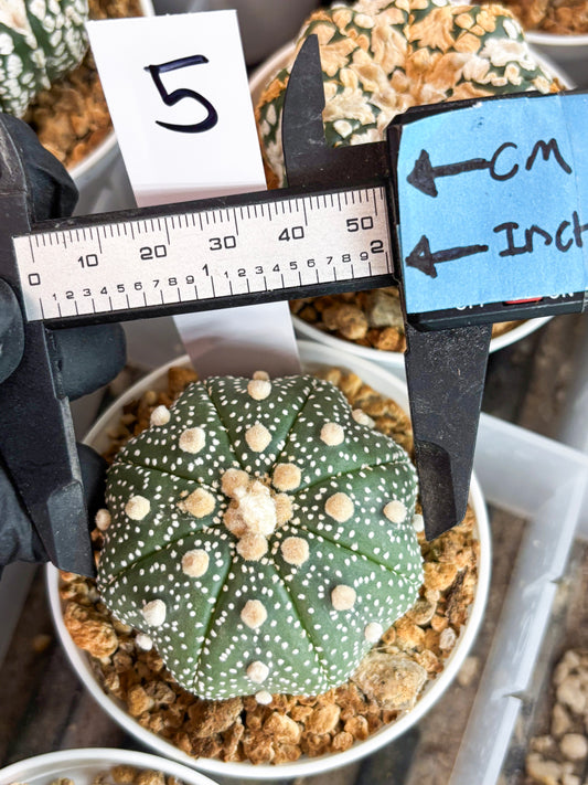 Astrophytum Super Kabuto (t12) (r5) | 3" Pot