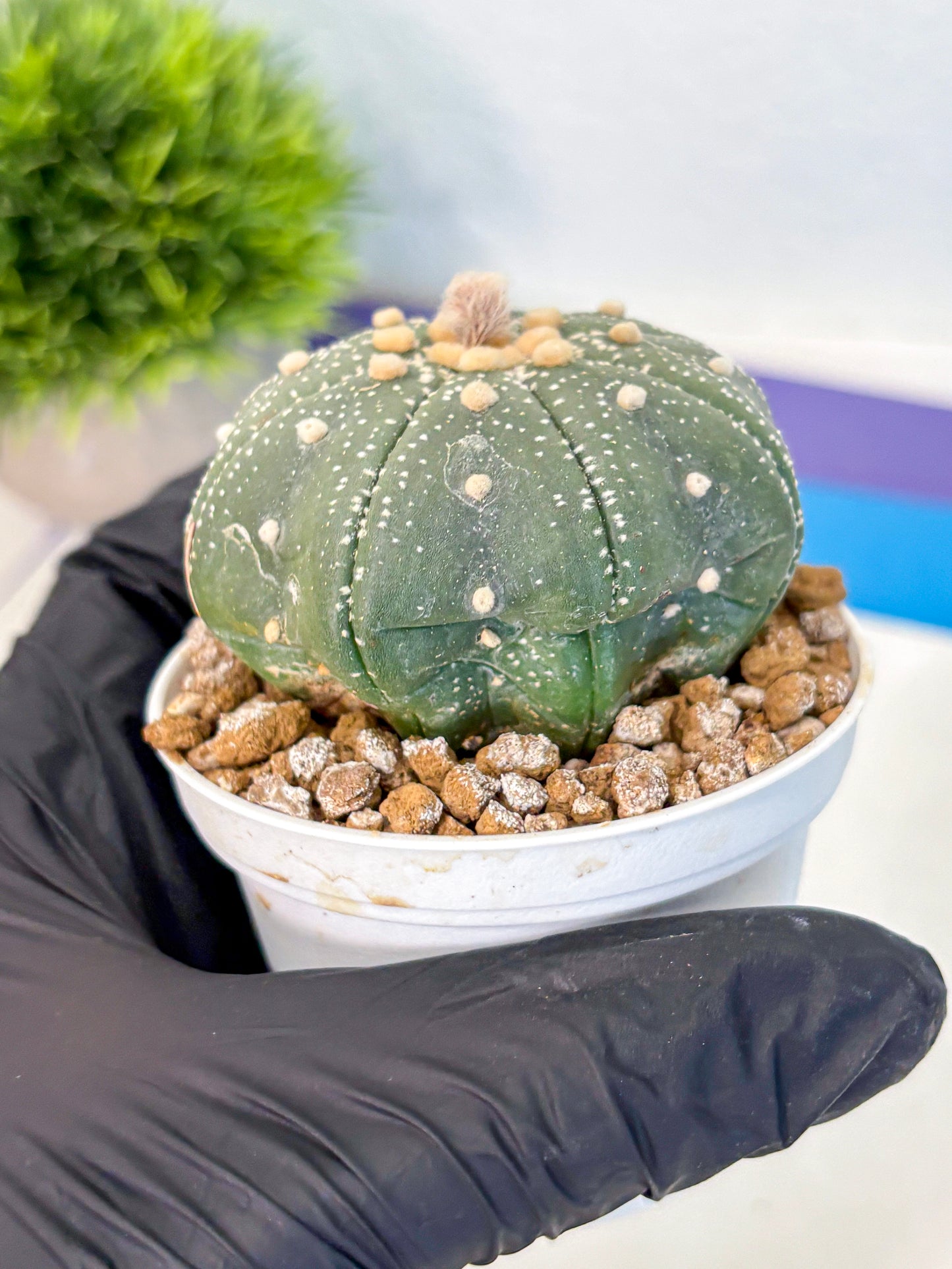 Astrophytum Super Kabuto (at1) (17) | Collection Plant | Rare Cactus