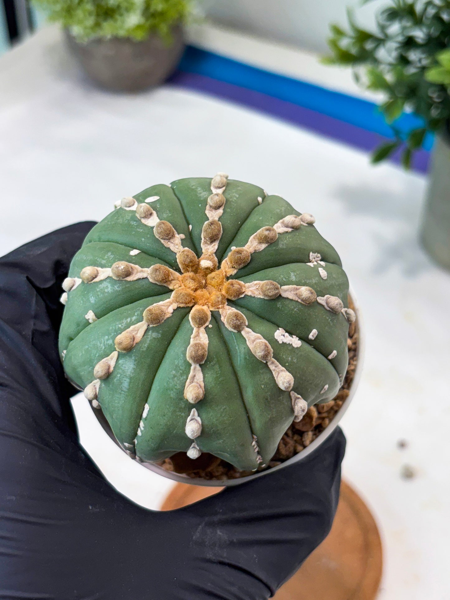 Astrophytum V-Type Nutum (T9) (r3) | Las Vegas Plant Shop