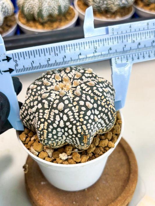 Astrophytum Star Shape (at3) (g2) | Very Rare Cactus