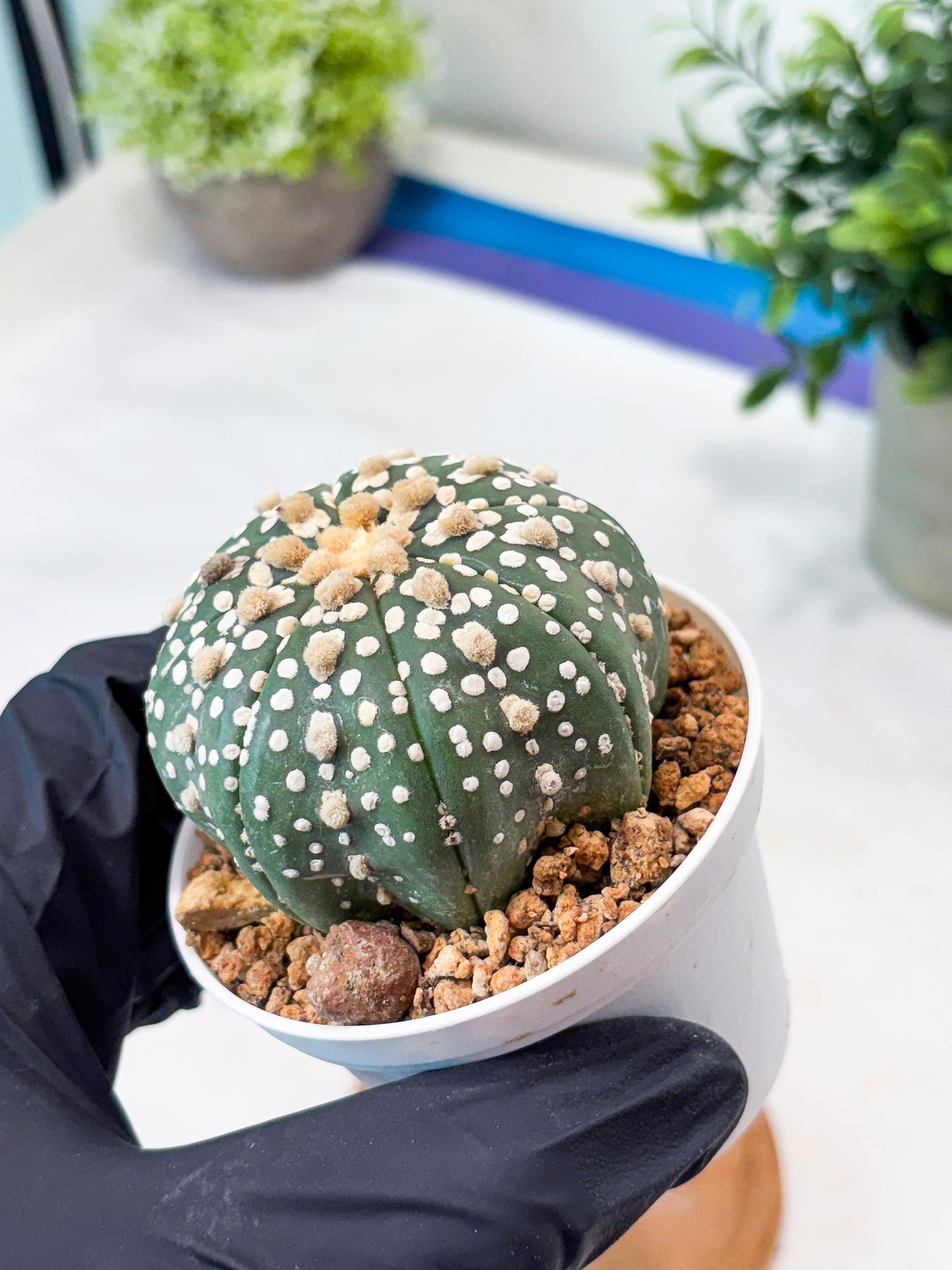Astrophytum Superkabuto (T9) (r4) | Las Vegas Plant Shop